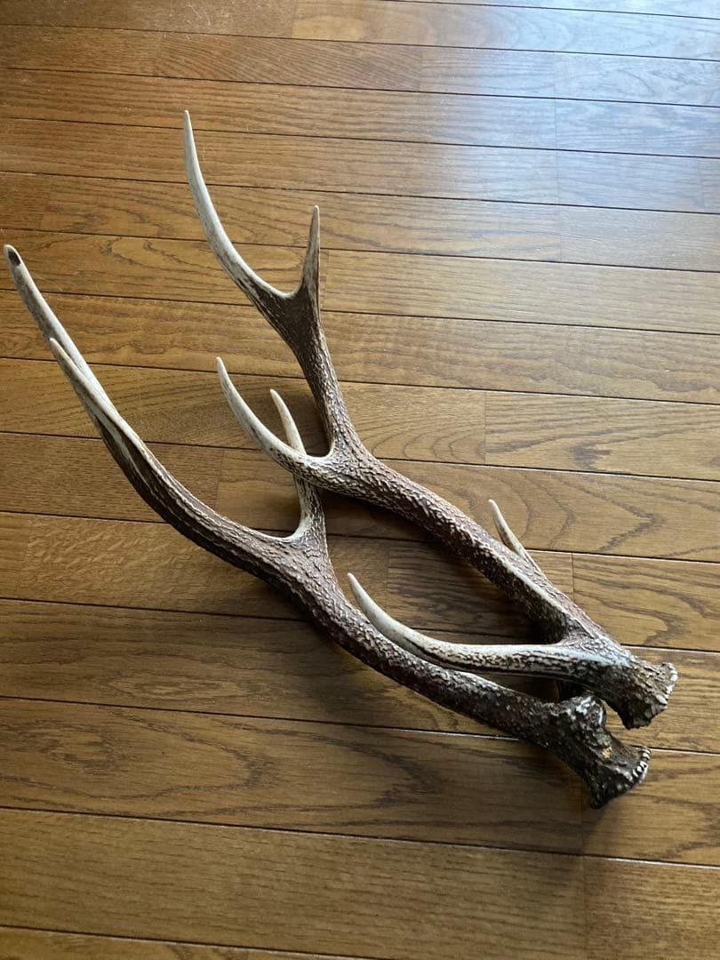 鹿の角　ハンドメイド素材　鹿のインテリア　鹿角特大サイズ　薬剤不使用