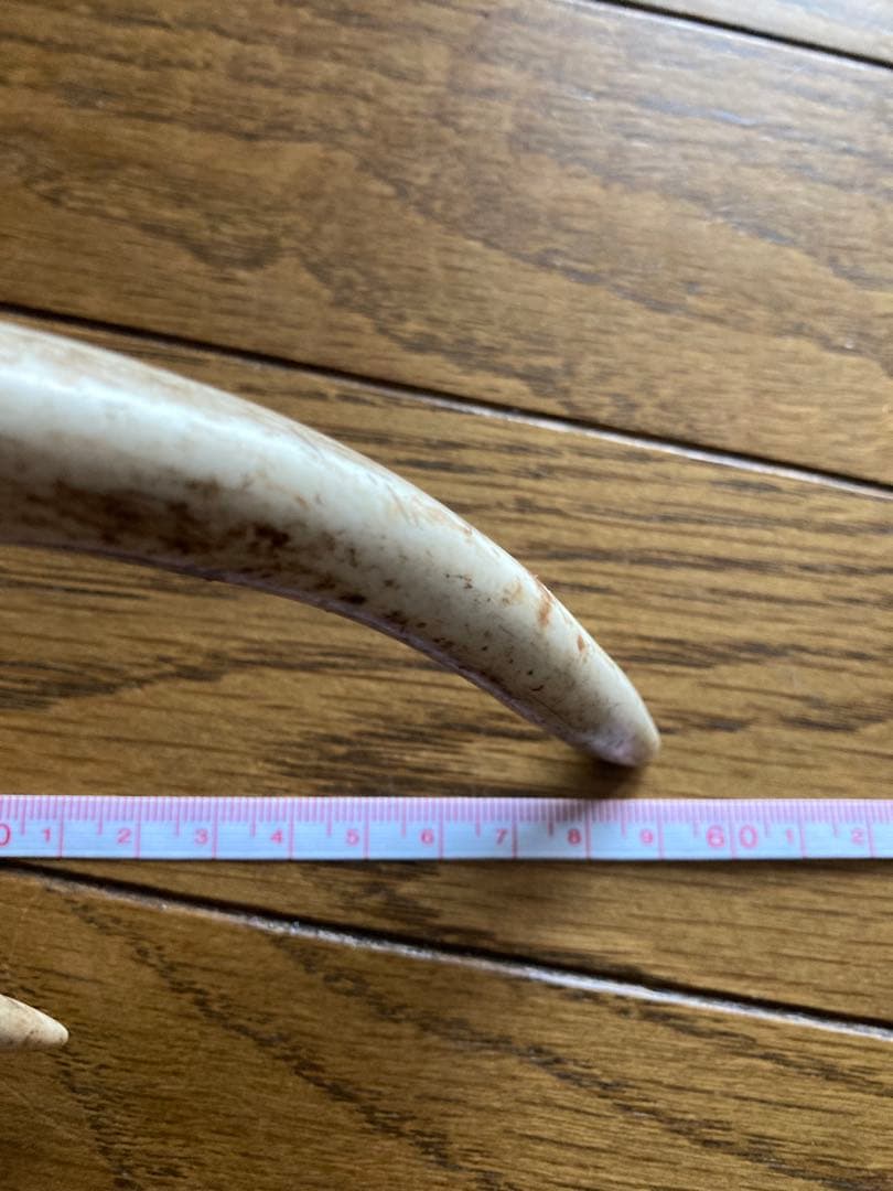 鹿の角　ハンドメイド素材　鹿のインテリア　鹿角特大サイズ　薬剤不使用