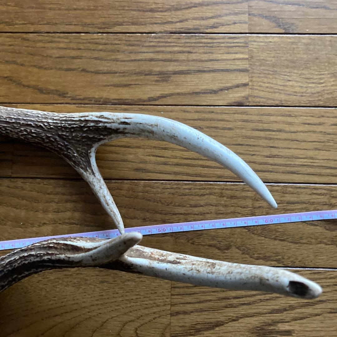 鹿の角　ハンドメイド素材　鹿のインテリア　鹿角特大サイズ　薬剤不使用
