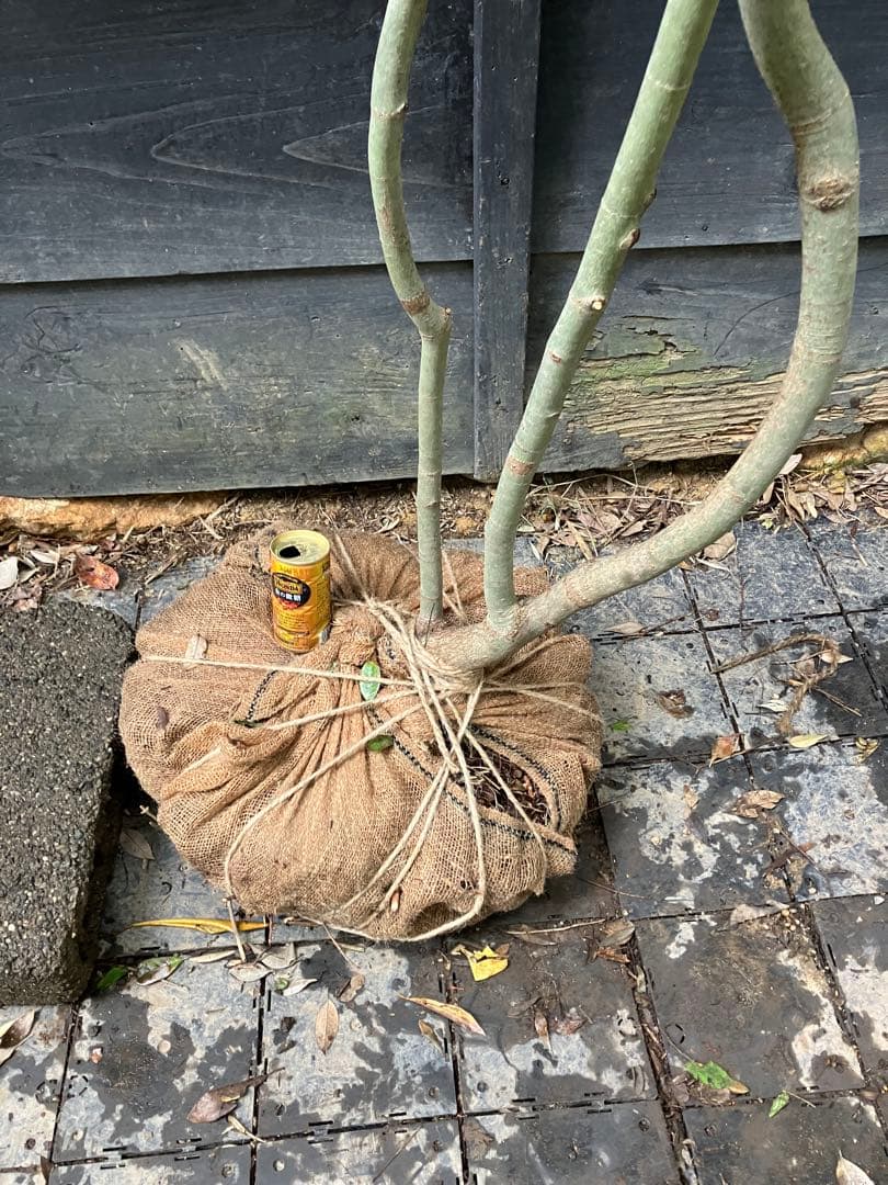 山採り　コハウチワカエデ 特大