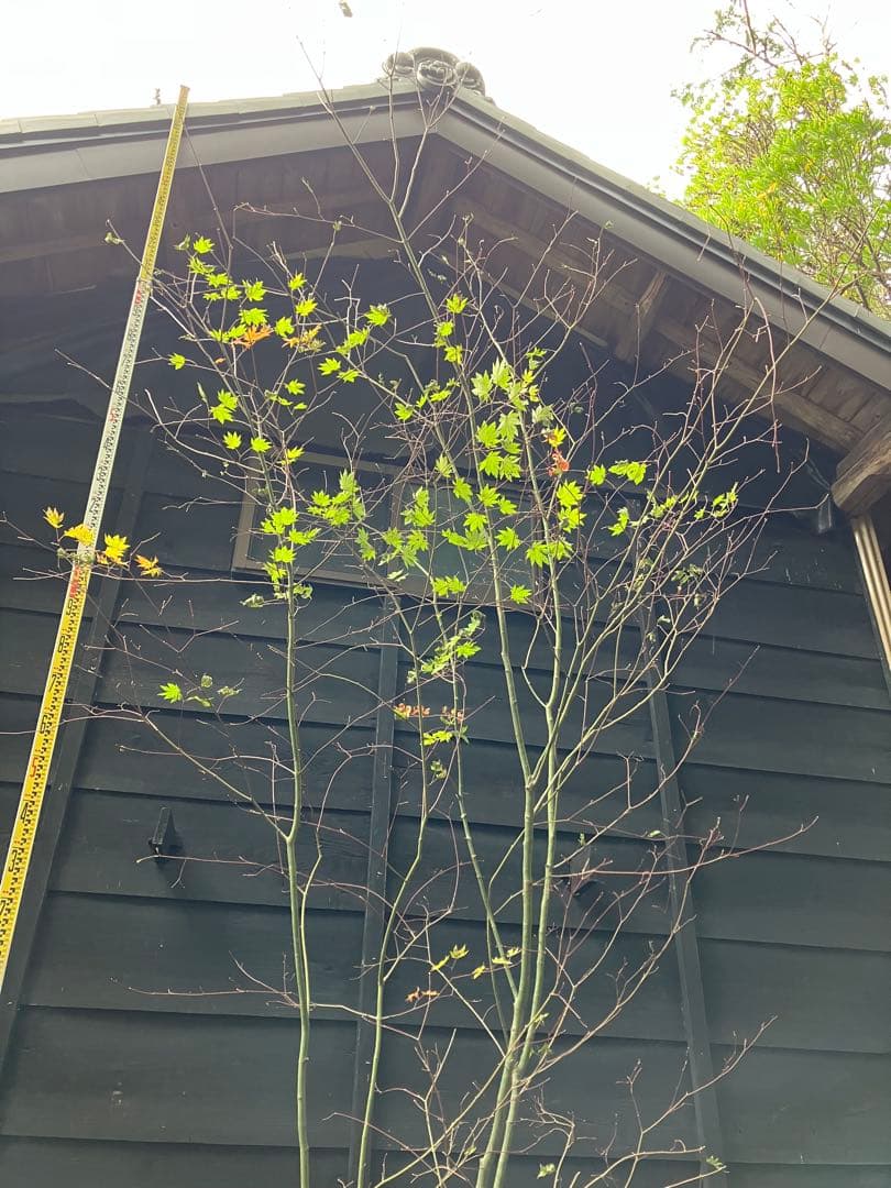 山採り　コハウチワカエデ 特大