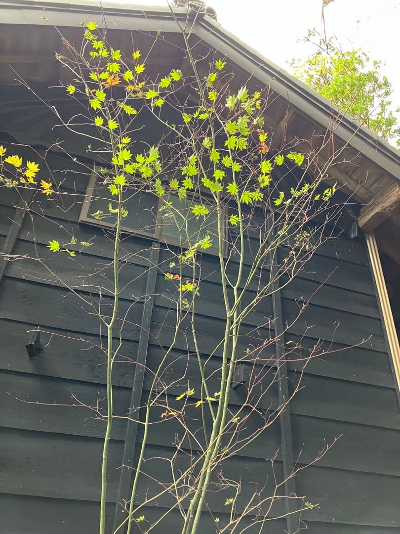 山採り　コハウチワカエデ 特大