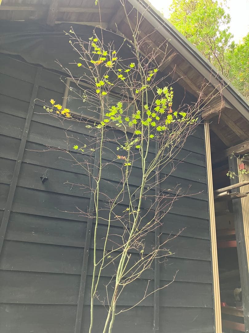 山採り　コハウチワカエデ 特大