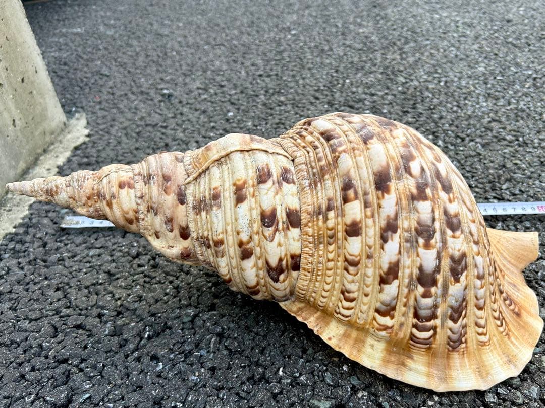 特大　43.6cm 法螺貝　1489g