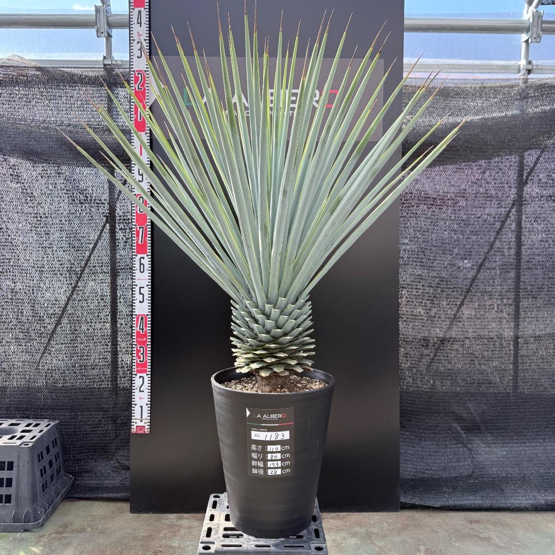 【AL1183】ユッカ　リギダ