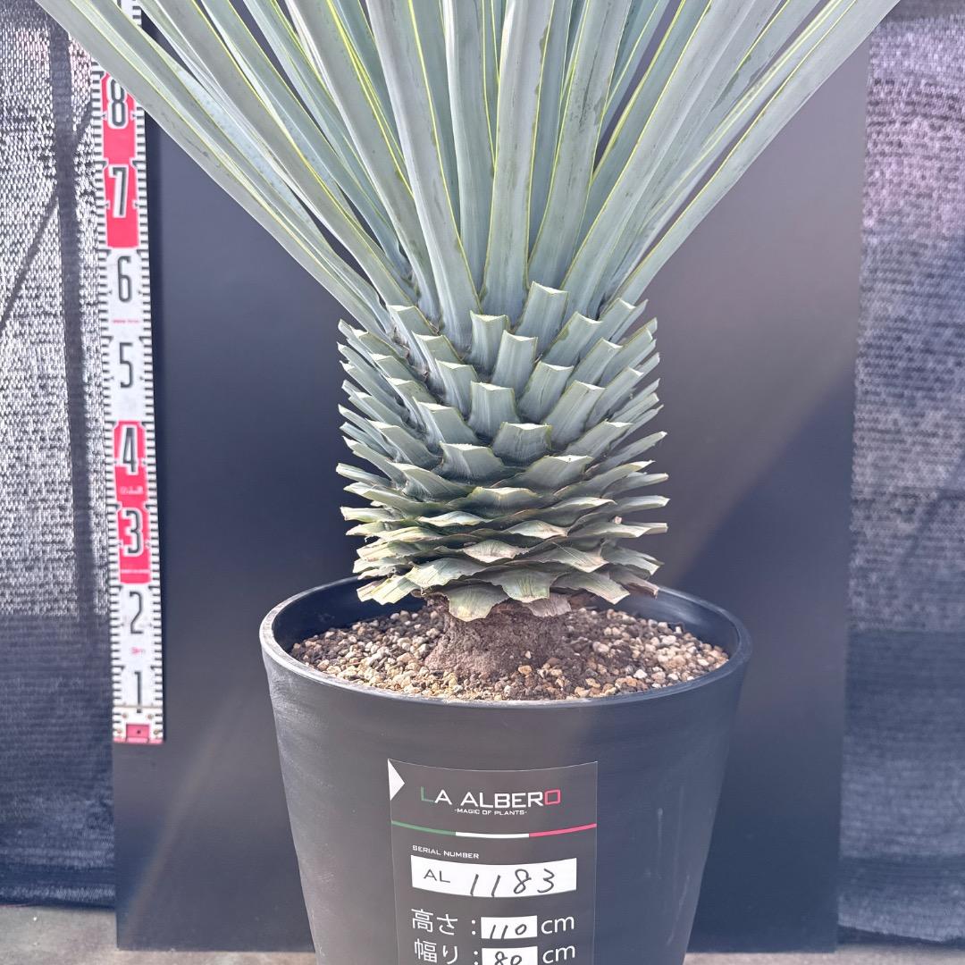 【AL1183】ユッカ　リギダ