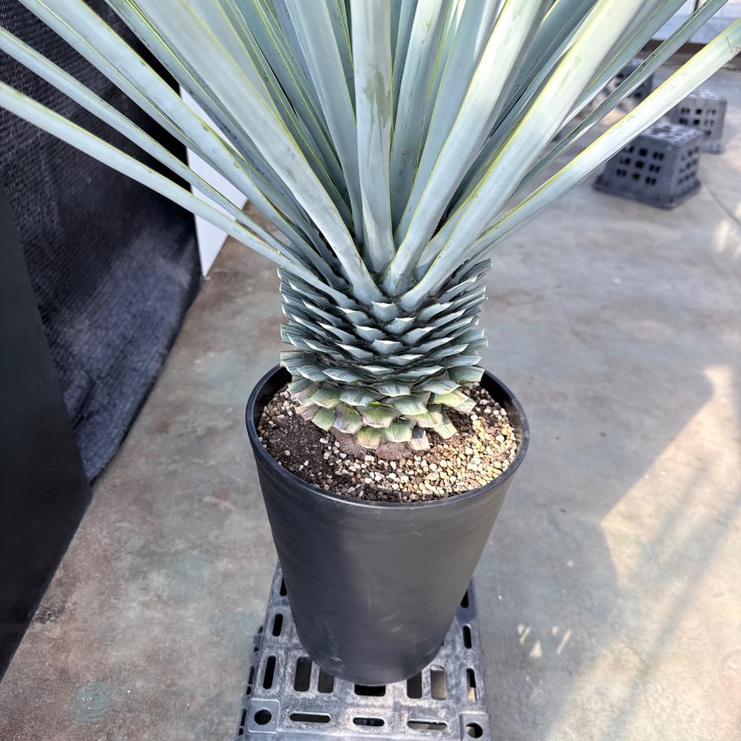 【AL1183】ユッカ　リギダ