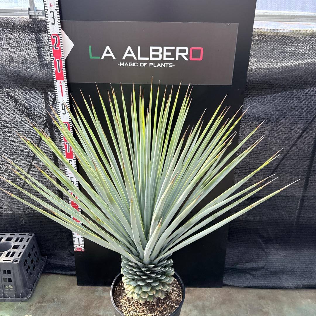 【AL1183】ユッカ　リギダ