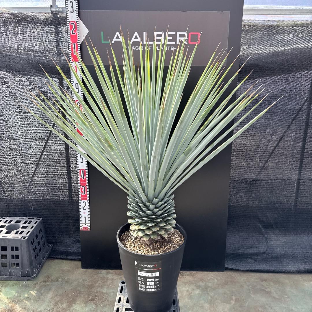 【AL1183】ユッカ　リギダ