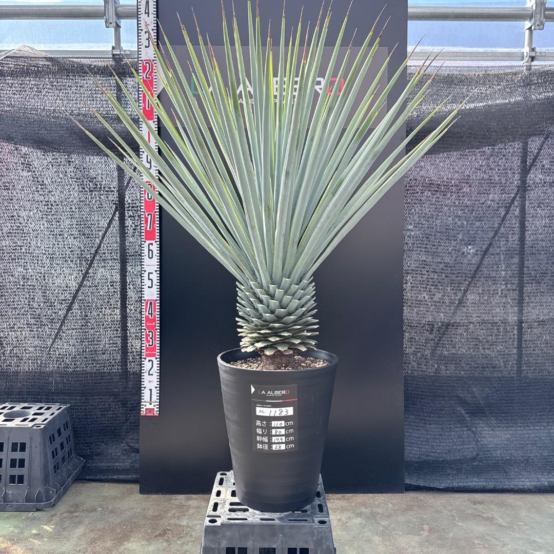 【AL1183】ユッカ　リギダ