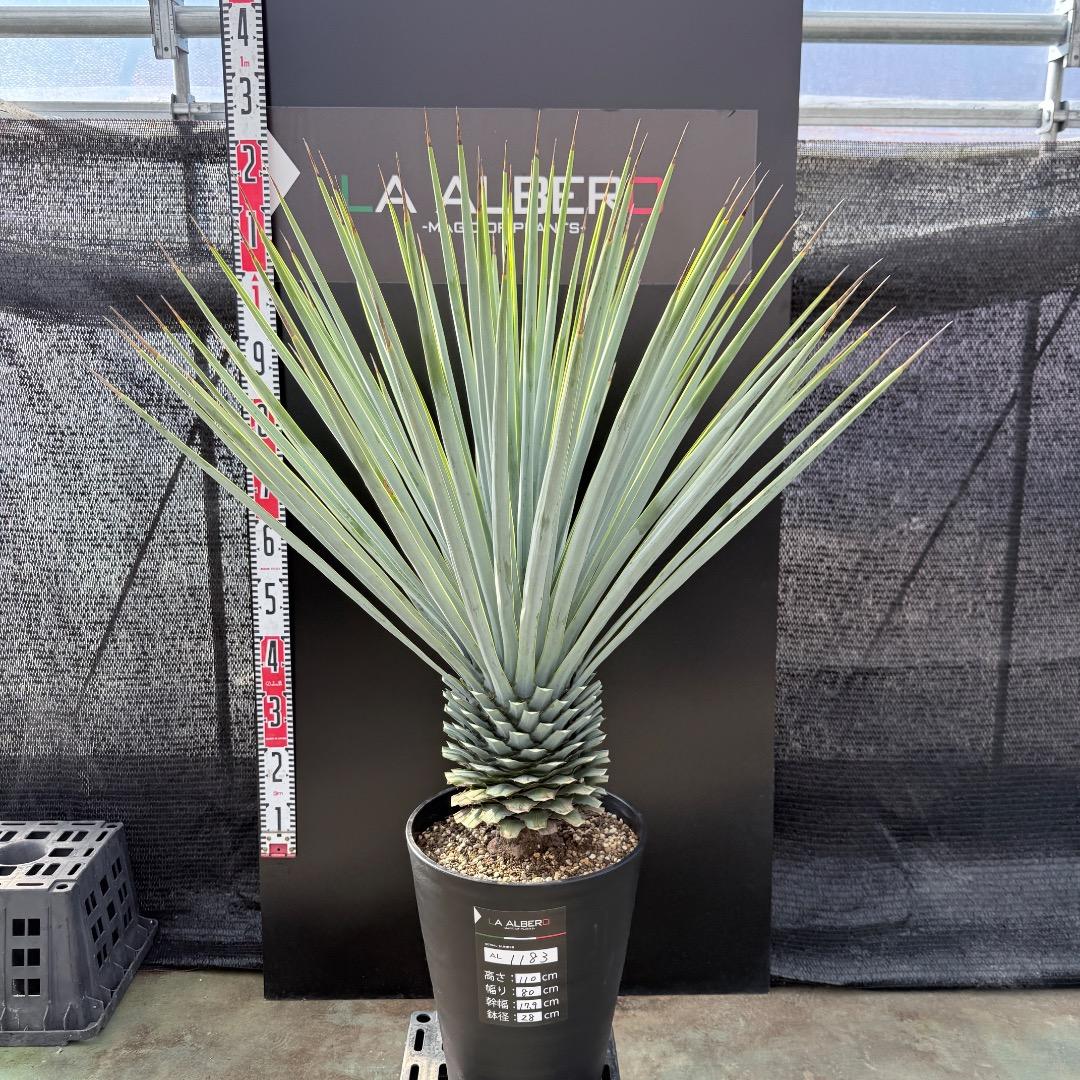 【AL1183】ユッカ　リギダ