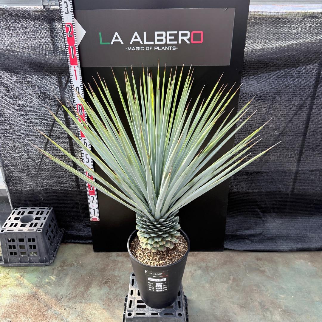 【AL1183】ユッカ　リギダ