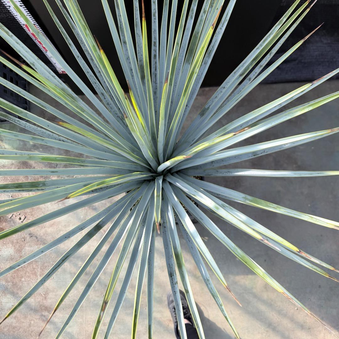 【AL1183】ユッカ　リギダ