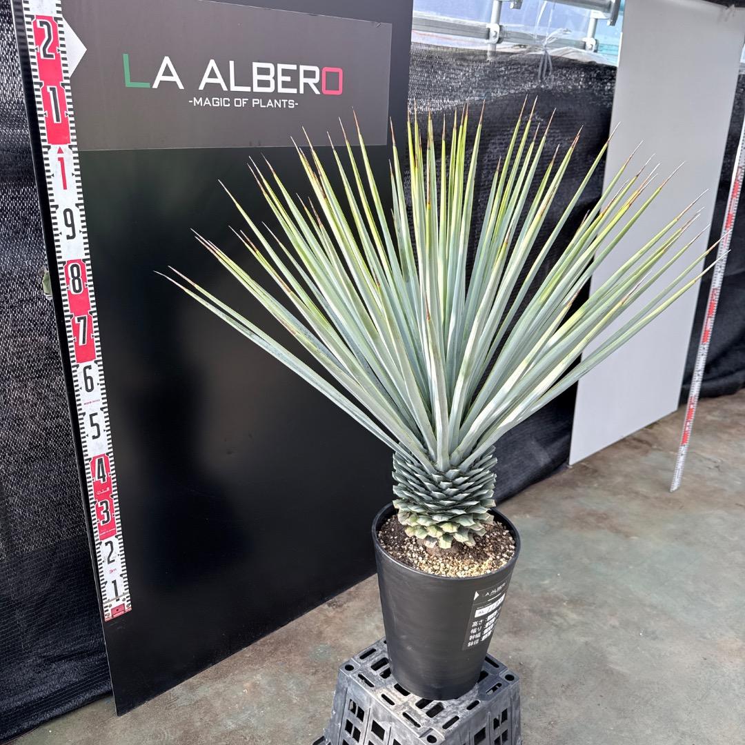 【AL1183】ユッカ　リギダ