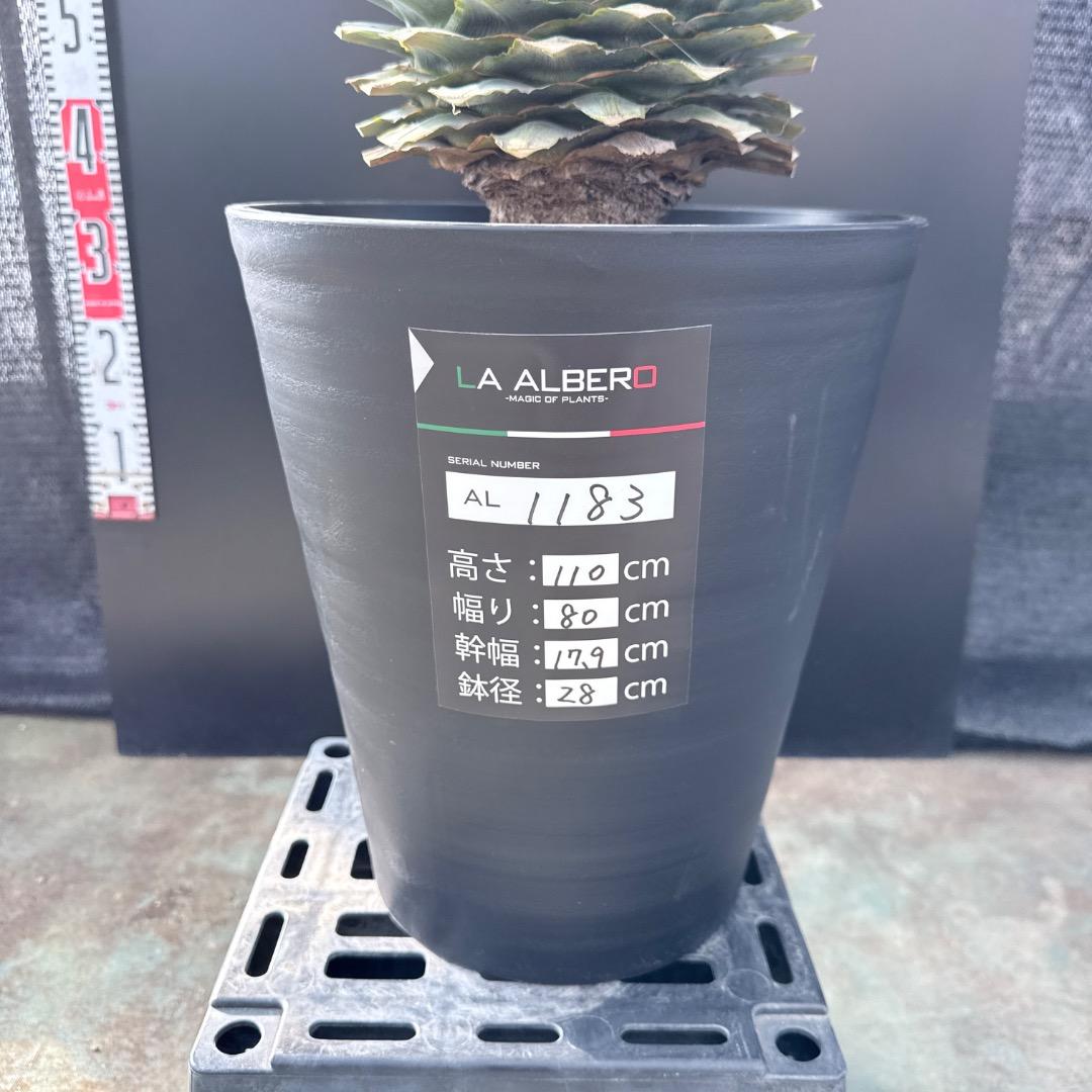 【AL1183】ユッカ　リギダ