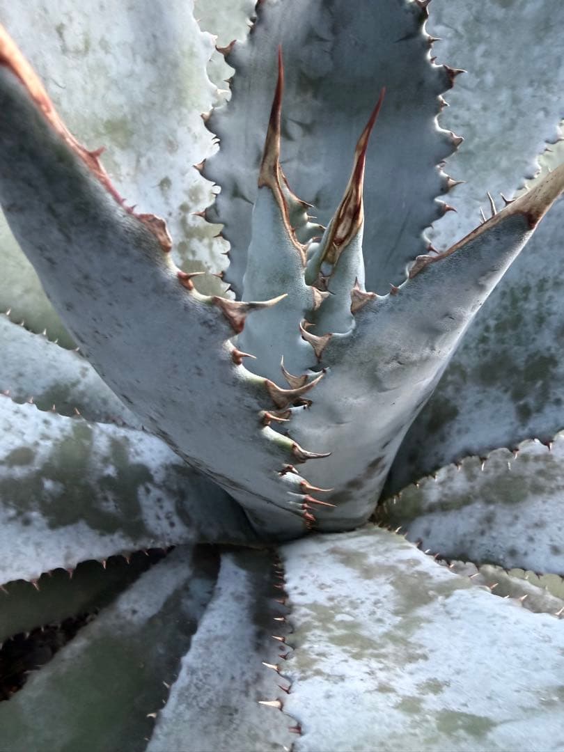 耐寒性アガベ グアダラハラナ大株 青白◇ドライガーデン多肉サボテン　ユッカ　ヤシ