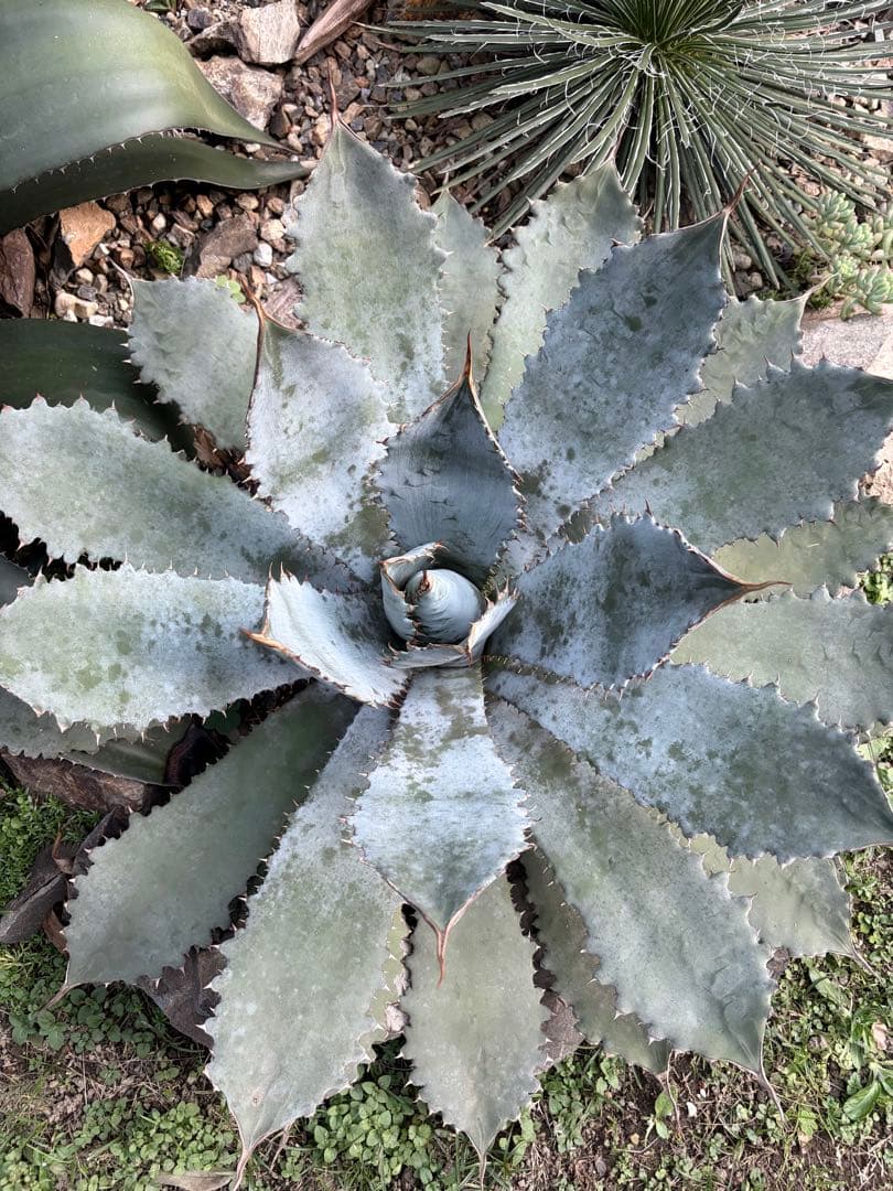 耐寒性アガベ グアダラハラナ大株 青白◇ドライガーデン多肉サボテン　ユッカ　ヤシ