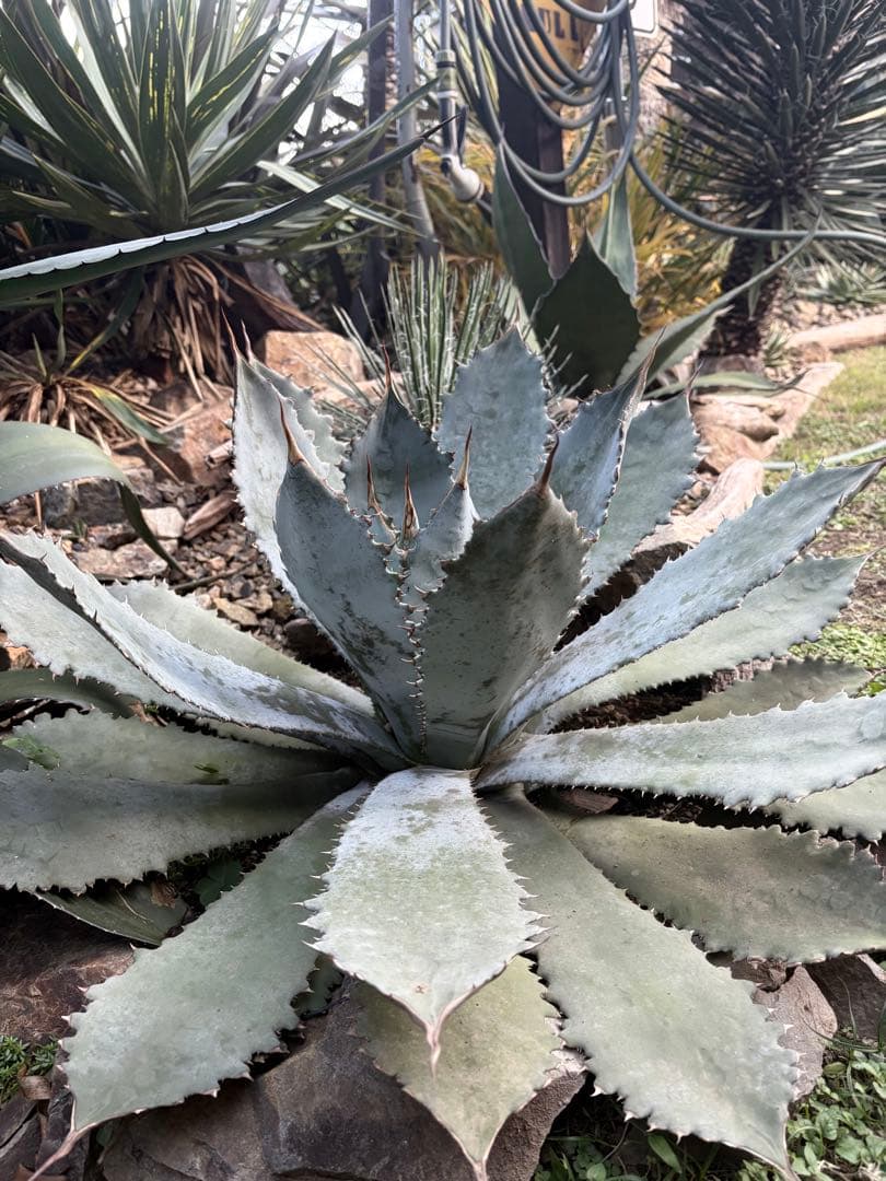 耐寒性アガベ グアダラハラナ大株 青白◇ドライガーデン多肉サボテン　ユッカ　ヤシ