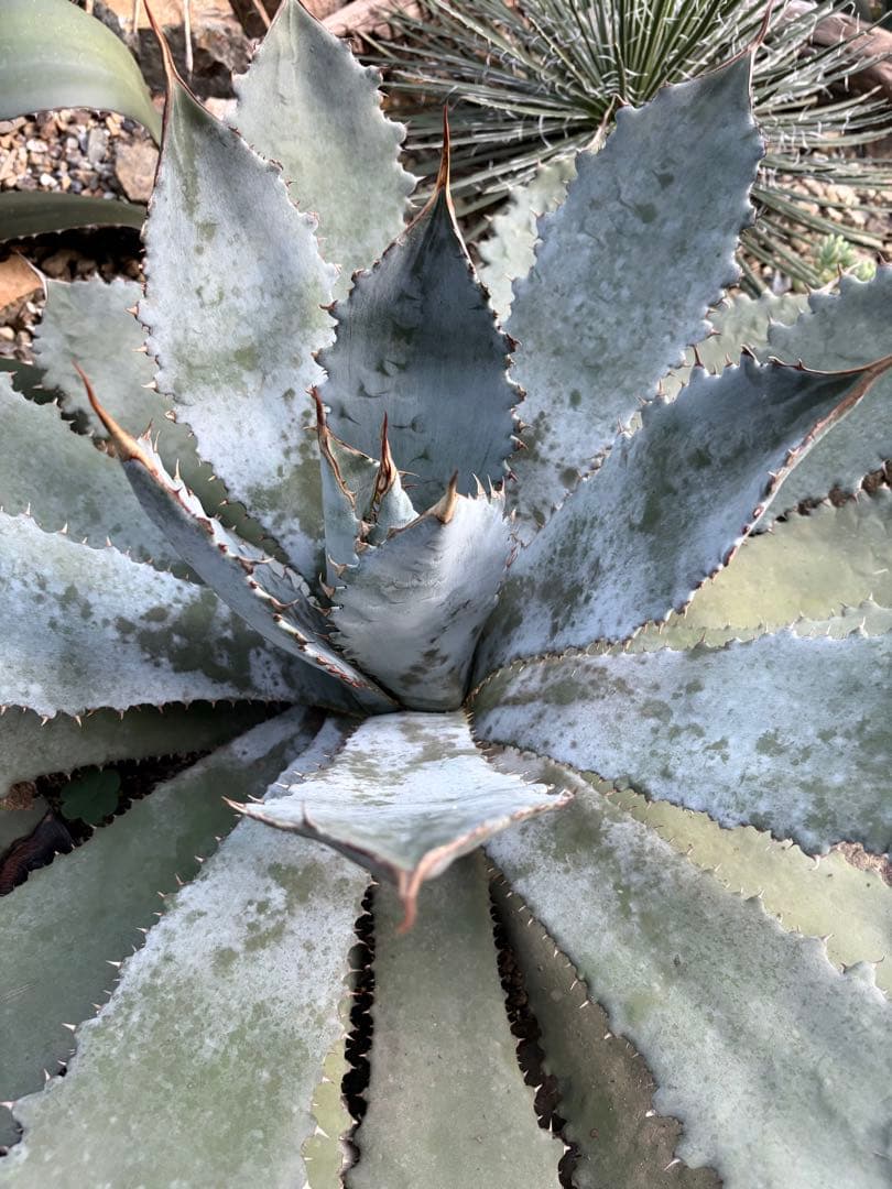 耐寒性アガベ グアダラハラナ大株 青白◇ドライガーデン多肉サボテン　ユッカ　ヤシ