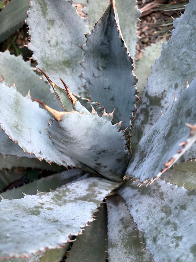 耐寒性アガベ グアダラハラナ大株 青白◇ドライガーデン多肉サボテン　ユッカ　ヤシ