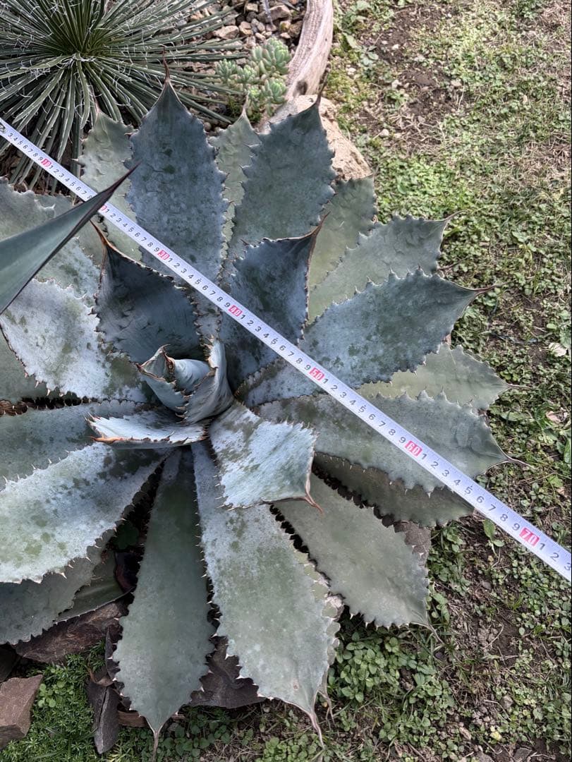 耐寒性アガベ グアダラハラナ大株 青白◇ドライガーデン多肉サボテン　ユッカ　ヤシ