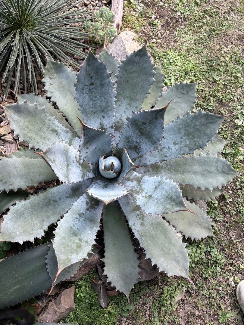 耐寒性アガベ グアダラハラナ大株 青白◇ドライガーデン多肉サボテン　ユッカ　ヤシ