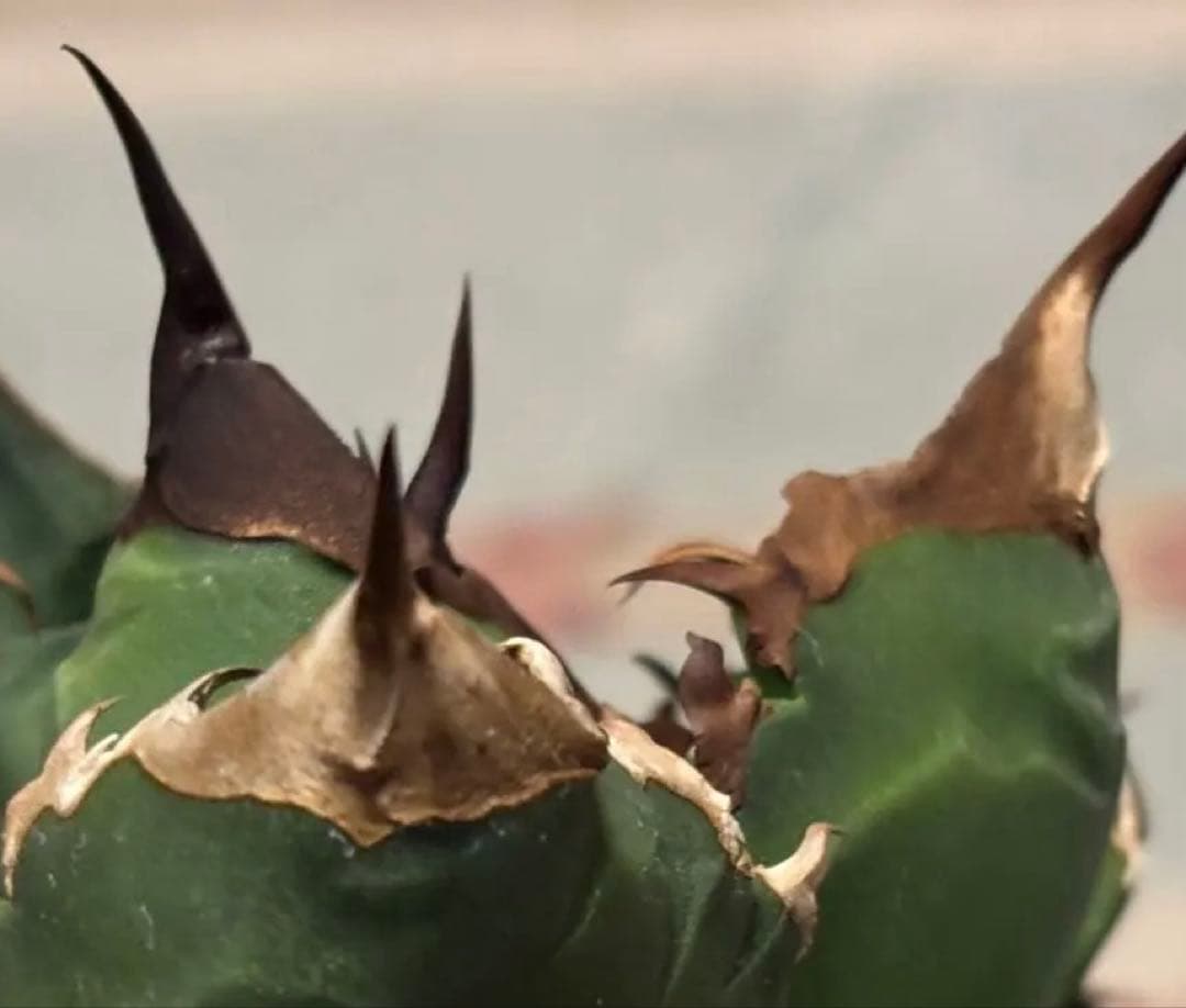 実生 オテロイ 検索)オアハカ スナグル チタノタ アガベ fo-076 ホリダ