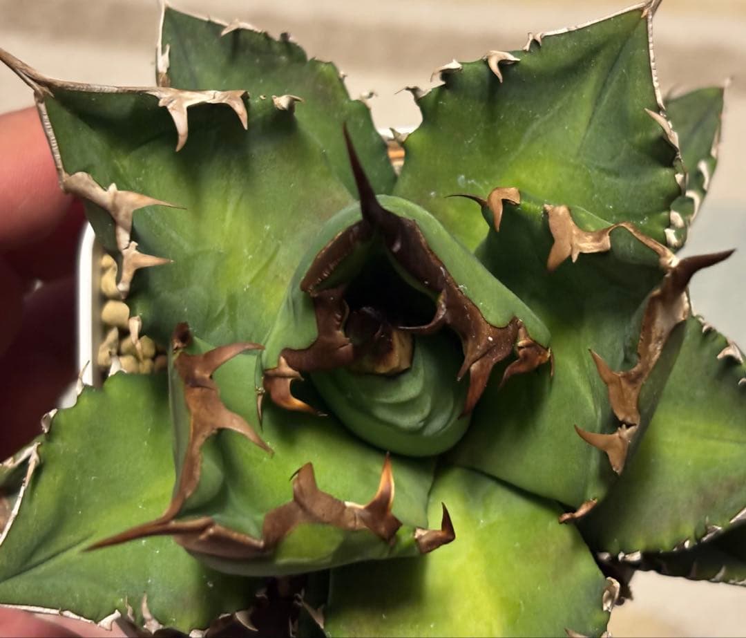 実生 オテロイ 検索)オアハカ スナグル チタノタ アガベ fo-076 ホリダ