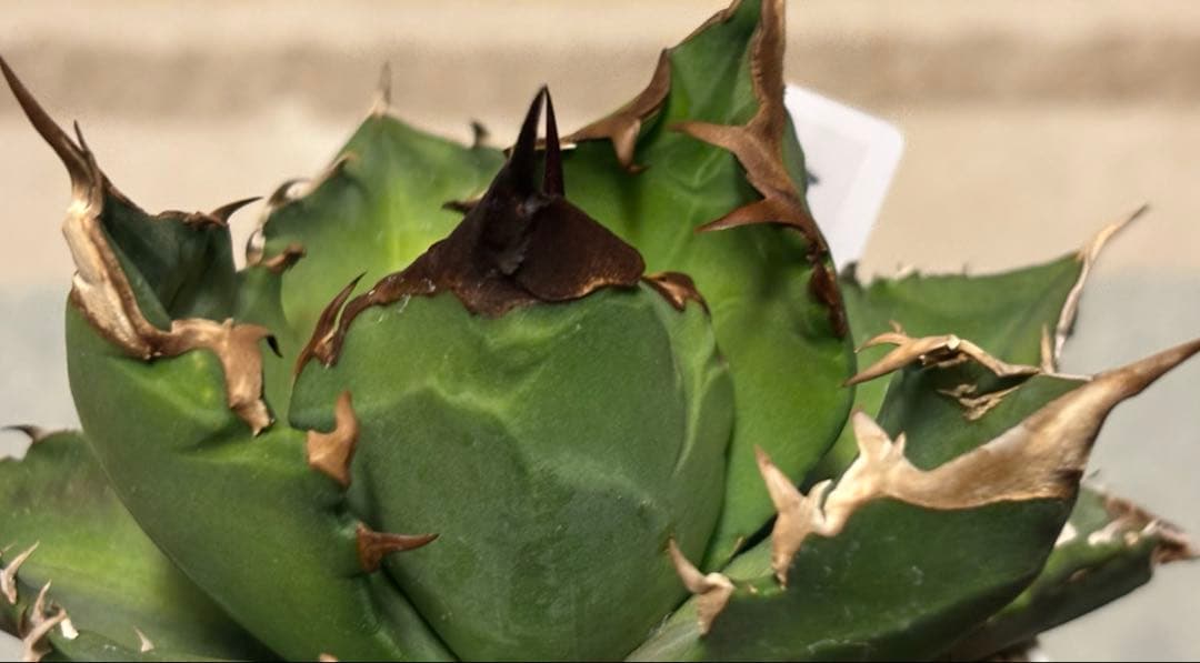 実生 オテロイ 検索)オアハカ スナグル チタノタ アガベ fo-076 ホリダ