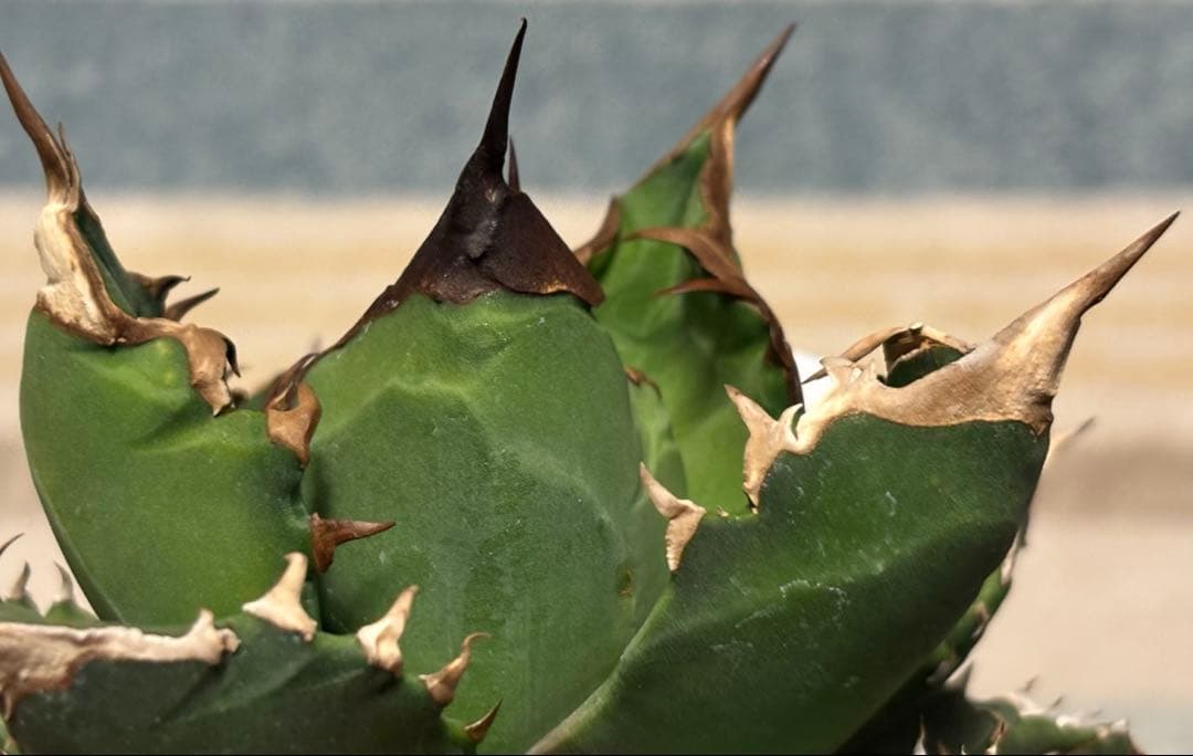 実生 オテロイ 検索)オアハカ スナグル チタノタ アガベ fo-076 ホリダ