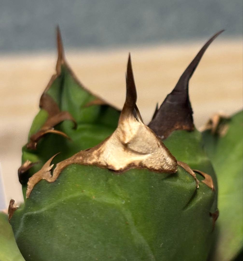 実生 オテロイ 検索)オアハカ スナグル チタノタ アガベ fo-076 ホリダ