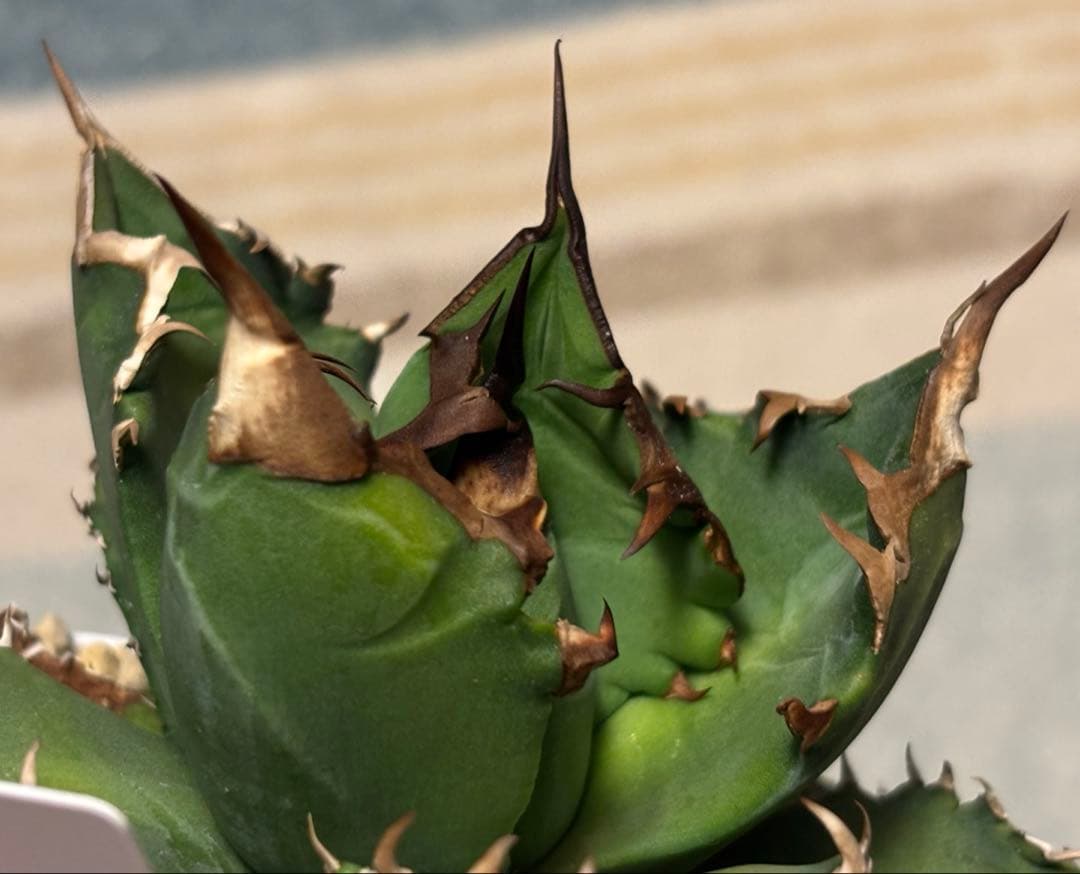 実生 オテロイ 検索)オアハカ スナグル チタノタ アガベ fo-076 ホリダ