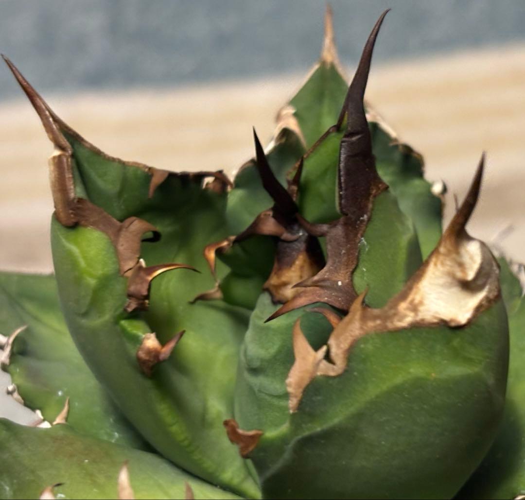 実生 オテロイ 検索)オアハカ スナグル チタノタ アガベ fo-076 ホリダ