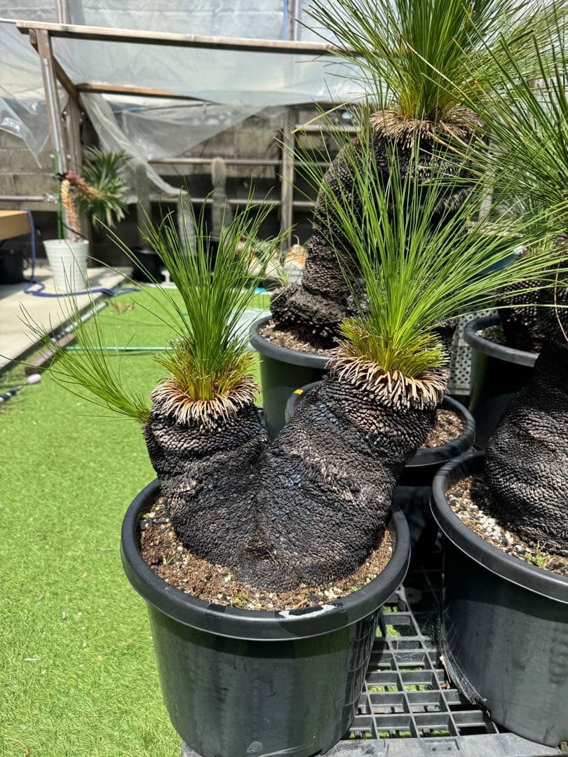 分頭 ブラック ボーイ クサントロエア