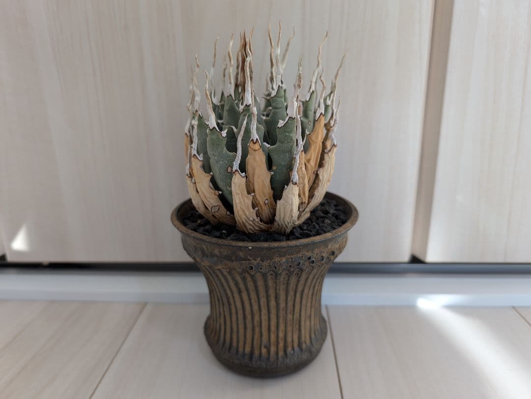 アガベ ユタエンシス エボリスピナ 陽炎 池田佐一郎 陶器鉢