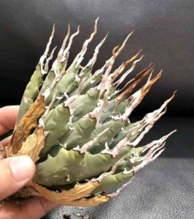 アガベ ユタエンシス エボリスピナ 陽炎 池田佐一郎 陶器鉢