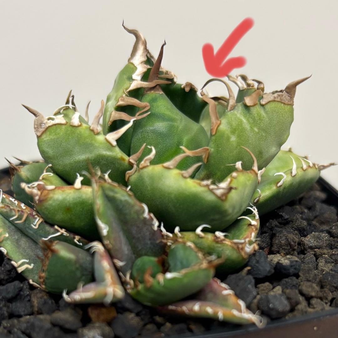 アガベ チタノタ 魔丸 特選子株 中株サイズ