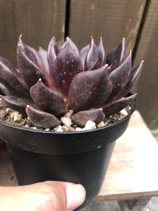 多肉植物 ブラックプリンス♡抜き苗(^○^)