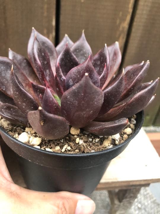 多肉植物 ブラックプリンス♡抜き苗(^○^)