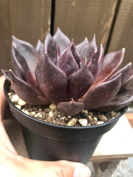 多肉植物 ブラックプリンス♡抜き苗(^○^)