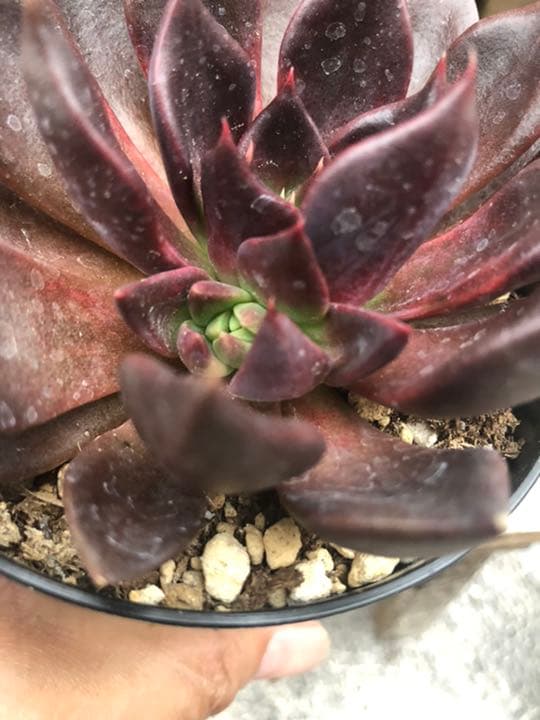 多肉植物 ブラックプリンス♡抜き苗(^○^)