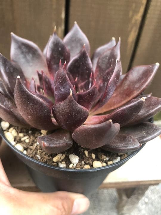 多肉植物 ブラックプリンス♡抜き苗(^○^)