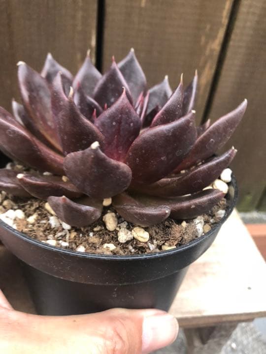 多肉植物 ブラックプリンス♡抜き苗(^○^)