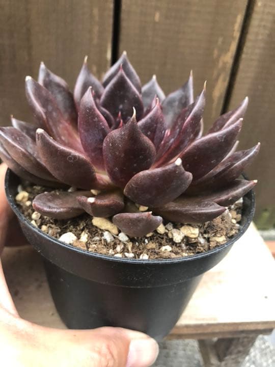 多肉植物 ブラックプリンス♡抜き苗(^○^)