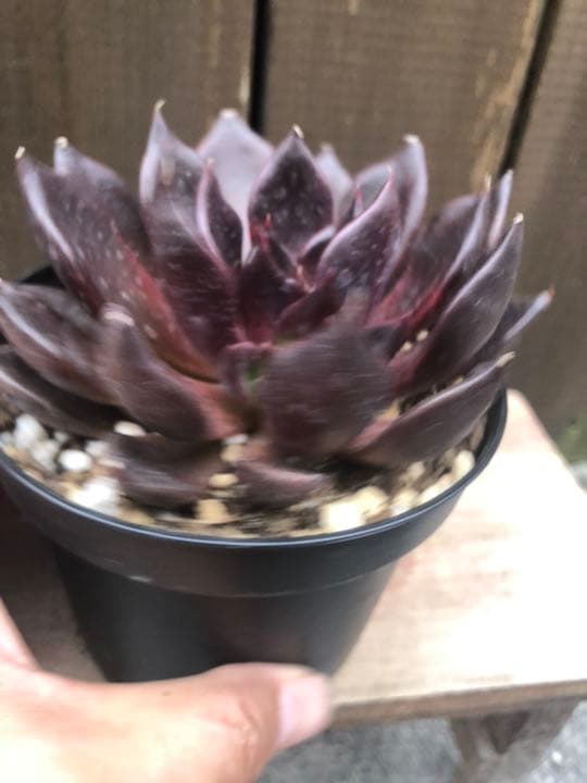 多肉植物 ブラックプリンス♡抜き苗(^○^)