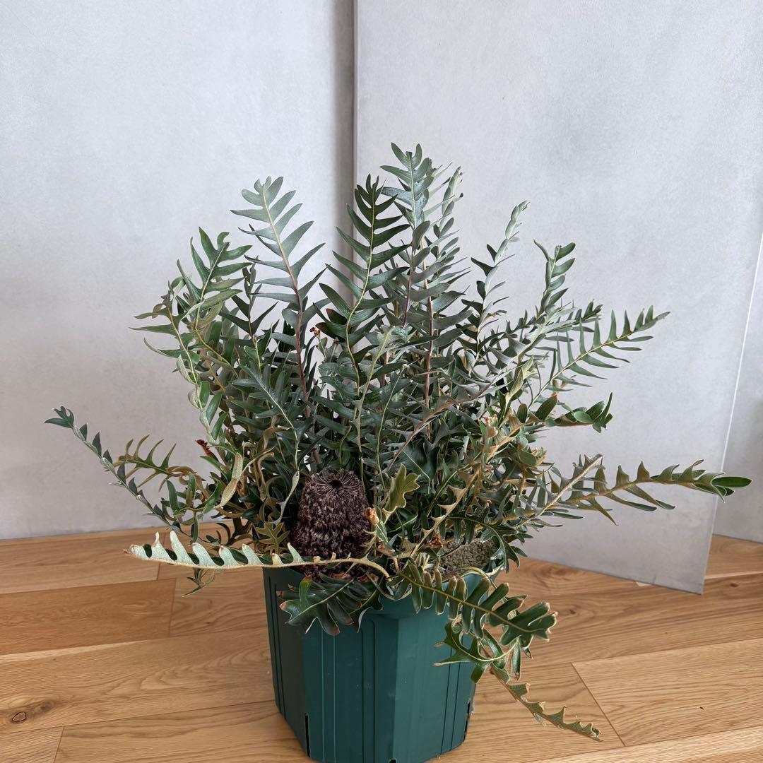 大型 バンクシア ブレクニフォリア 実生苗 10号