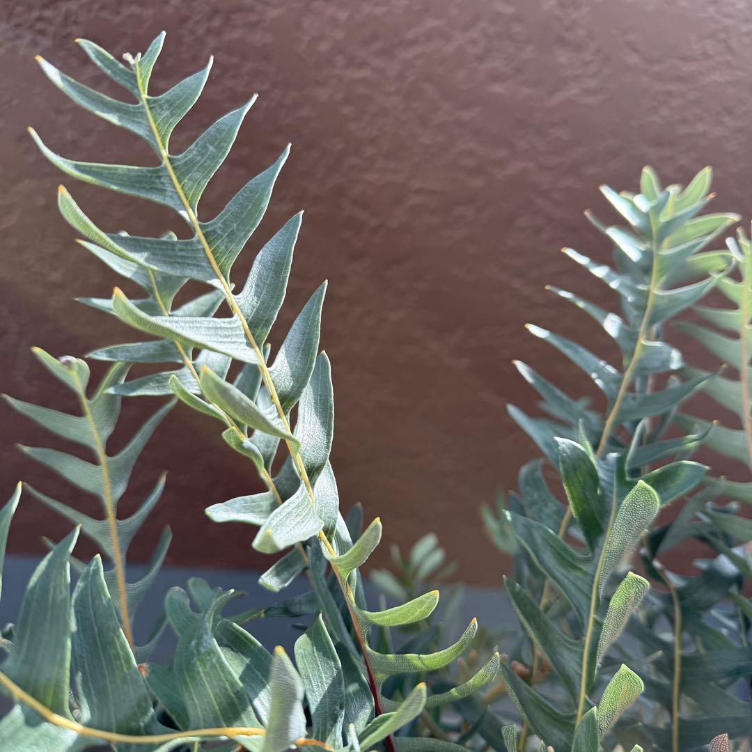 大型 バンクシア ブレクニフォリア 実生苗 10号