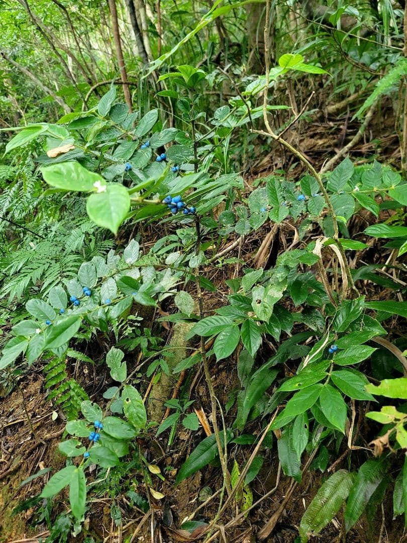 お察し下さいの琉海の守亀オルゴナイトチャーム