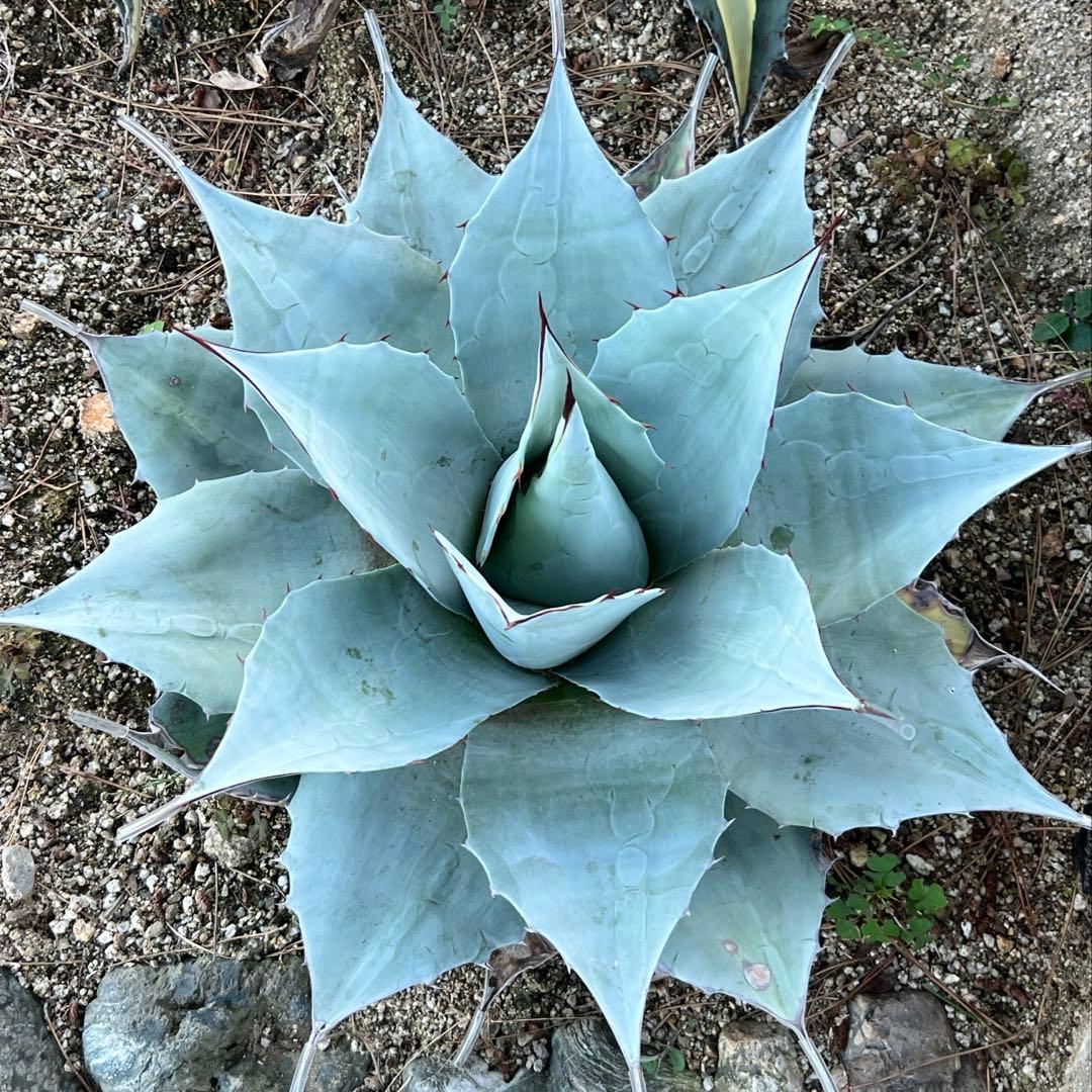 アガベ　オバティフォリア　フロスティブルー　地植え大株