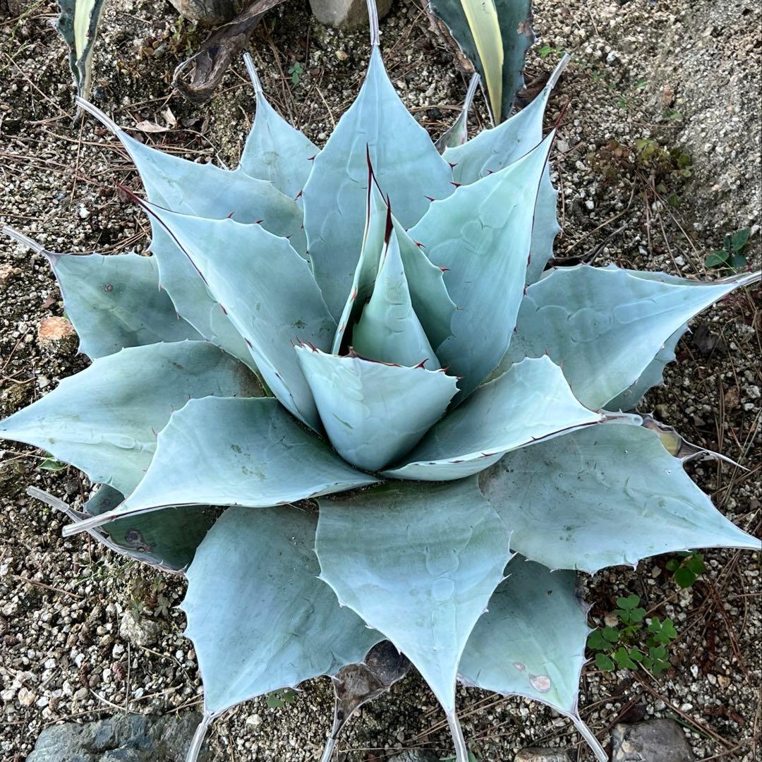 アガベ　オバティフォリア　フロスティブルー　地植え大株